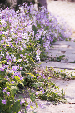 石板路边的紫花从二月兰