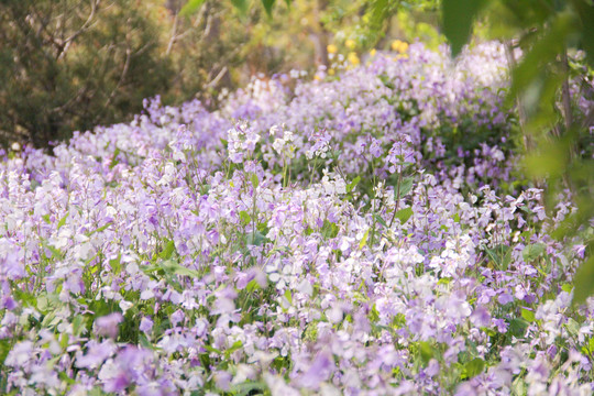 林间紫色野花花海风光