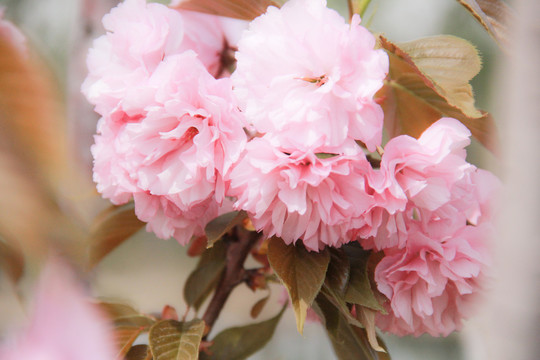 粉色樱花烂漫樱花摄影图片