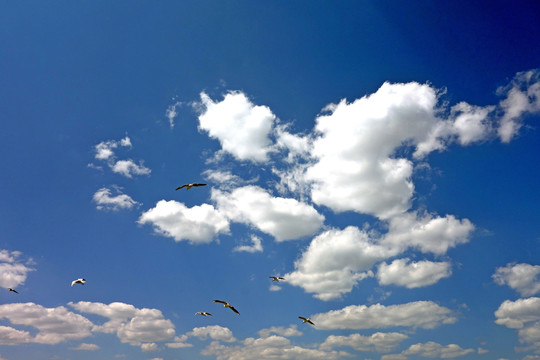 蓝天白云海鸥