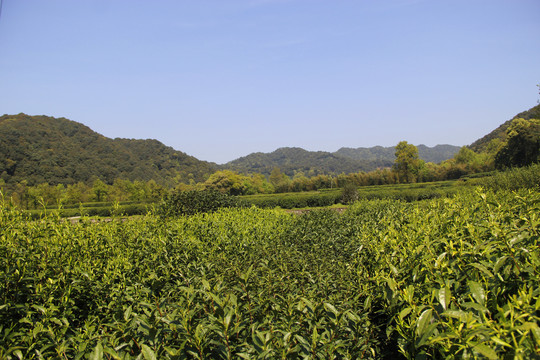 茶厂风景