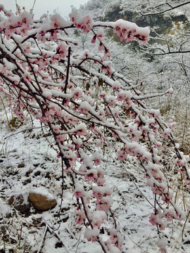 雪压红花