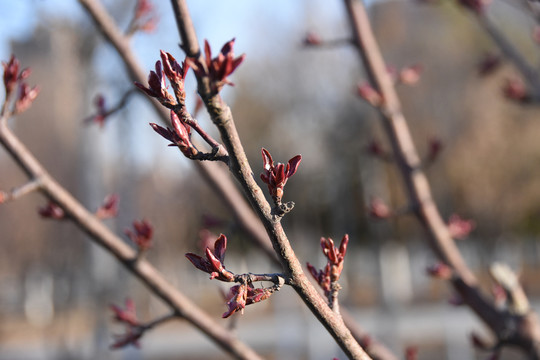 春芽