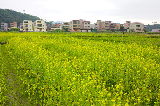 油菜花