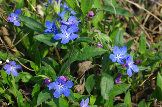 野生梓木草