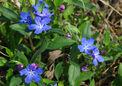 野生梓木草