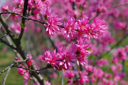 菊花桃