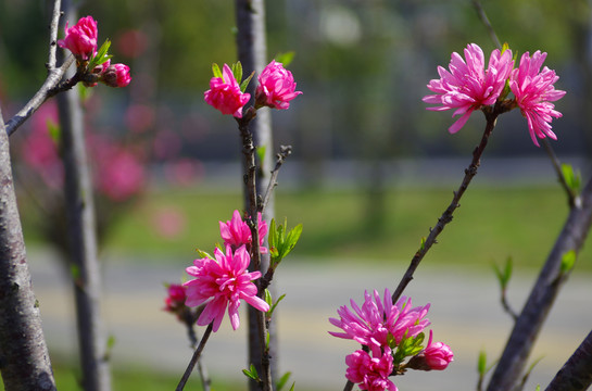 菊花桃