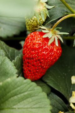 新鲜草莓