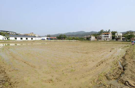 稻田