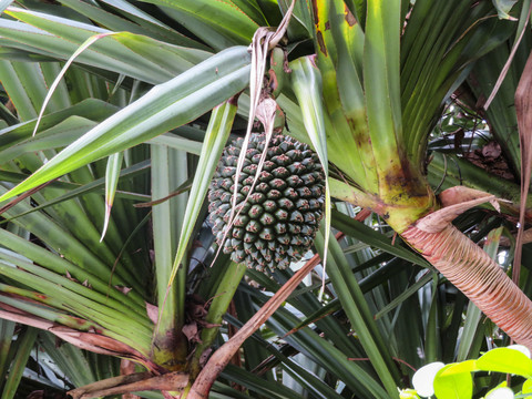 野菠萝