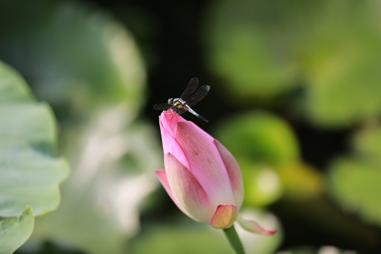 荷花蜻蜓