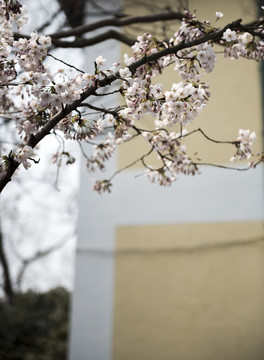 樱花青岛中山公园