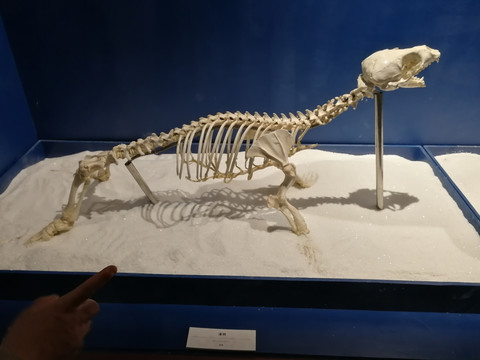 海狗化石