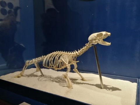海狗化石