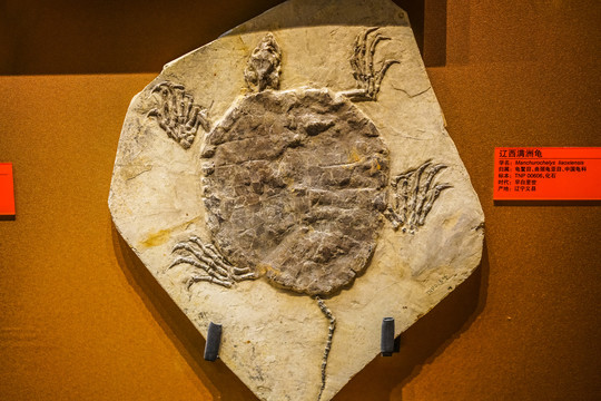 龟类标本化石高清大图