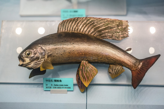 鲑鱼标本高清大图