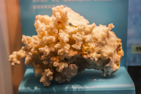 珊瑚标本高清大图