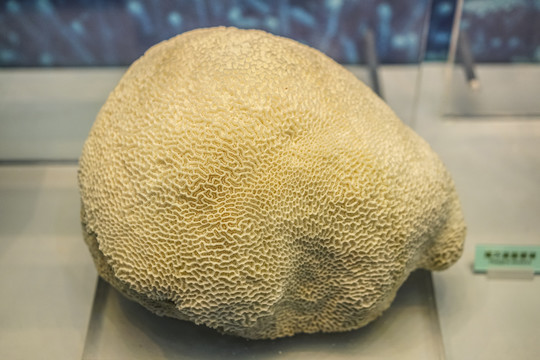 白珊瑚标本高清大图