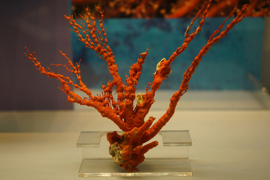 红珊瑚标本高清大图