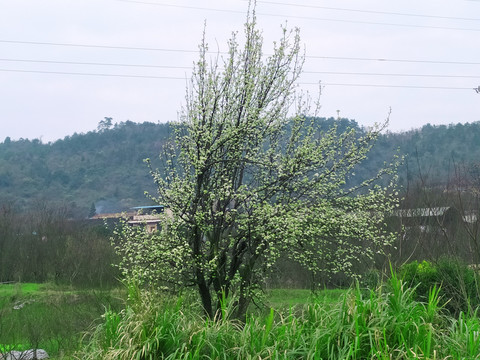 白色桃花树