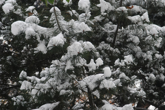 雪压树枝