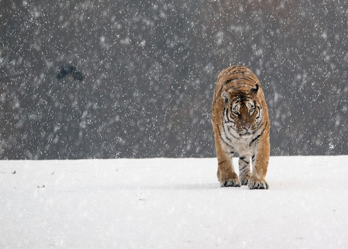 雪中捕食的东北虎