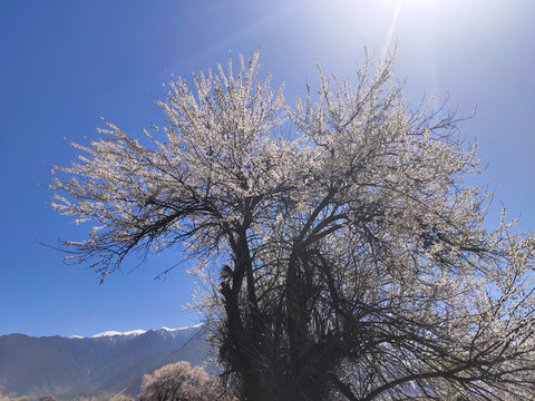 林芝桃花