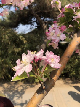 海棠花溪