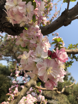 海棠花溪