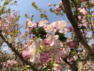 海棠花溪