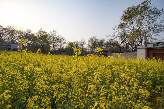 油菜花