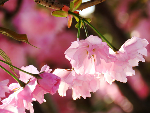 樱花特写