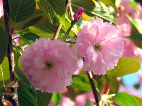 樱花特写