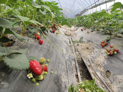 正在生长的草莓