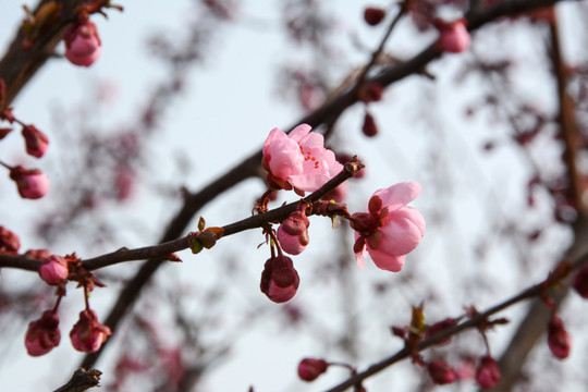 春暖桃花开