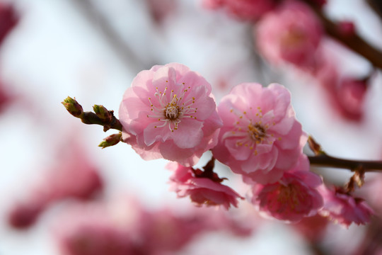 花枝