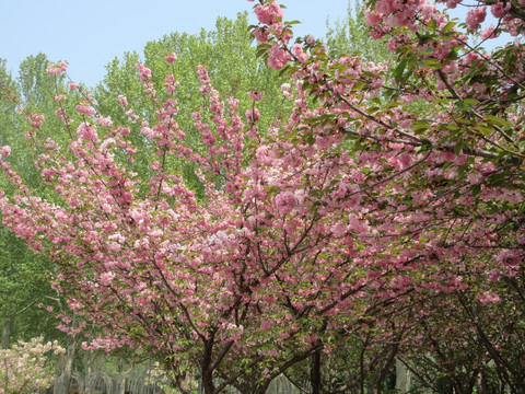 樱花