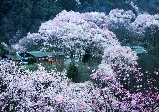 吴家后山辛夷花