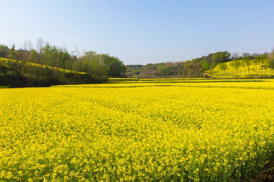 油菜花