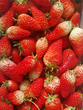 草莓新鲜