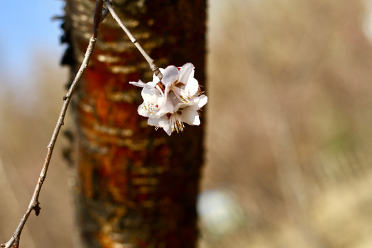 桃花