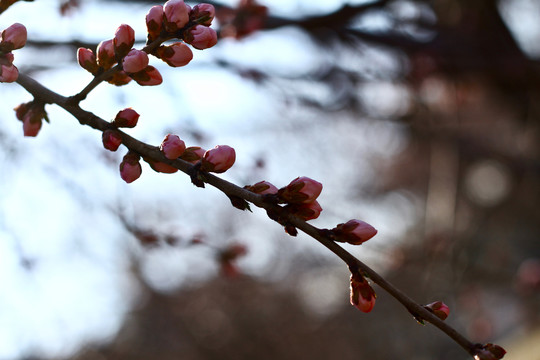 山桃花