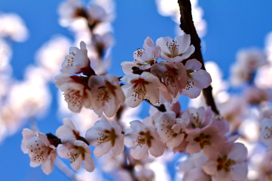 山桃花山桃花