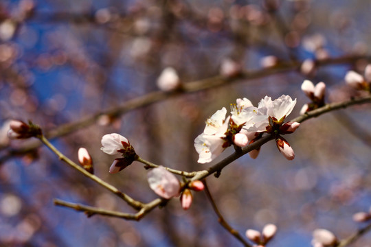 山桃花