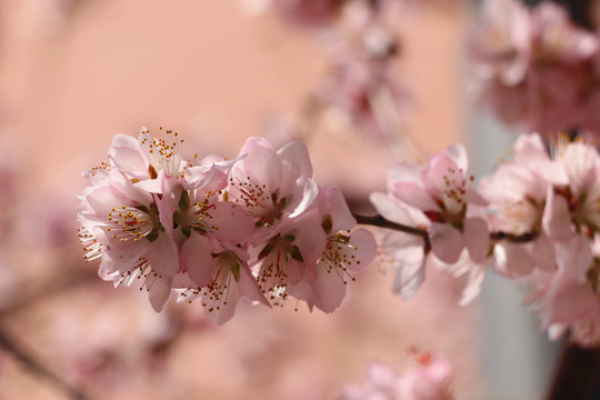 意境桃花