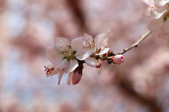 意境桃花