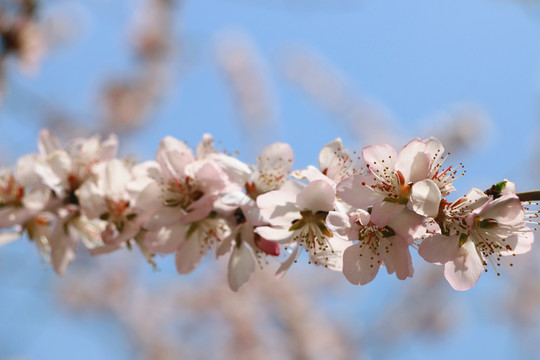 春光灿烂山桃花