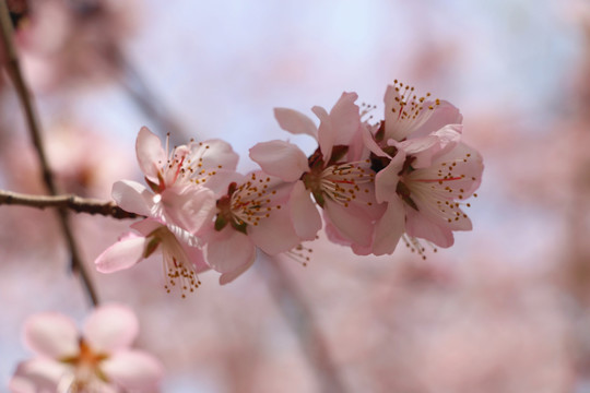 春光灿烂山桃花