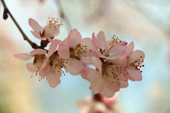 春光灿烂山桃花